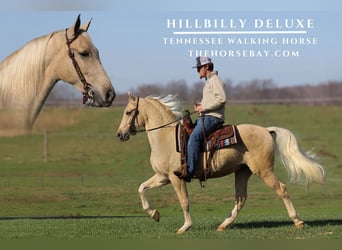 Tennessee walking horse, Hongre, 3 Ans, 155 cm, Palomino