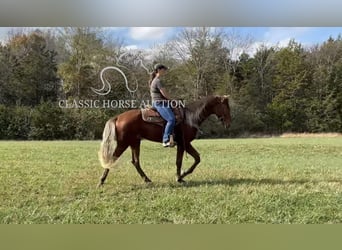 Tennessee walking horse, Hongre, 3 Ans, 163 cm, Alezan cuivré