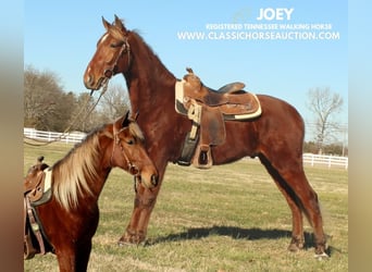 Tennessee walking horse, Hongre, 3 Ans, 163 cm, Alezan cuivré