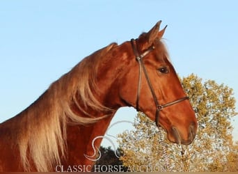 Tennessee walking horse, Hongre, 3 Ans, 163 cm, Alezan cuivré