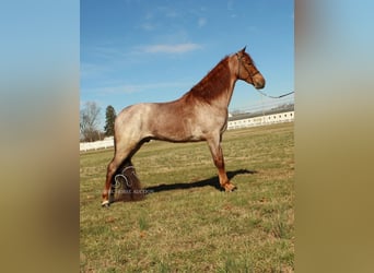 Tennessee walking horse, Hongre, 3 Ans, 163 cm, Rouan Rouge