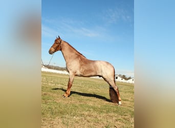 Tennessee walking horse, Hongre, 3 Ans, 163 cm, Rouan Rouge