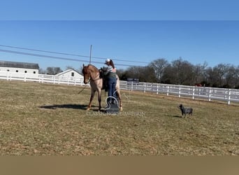 Tennessee walking horse, Hongre, 3 Ans, 163 cm, Rouan Rouge