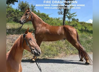 Tennessee walking horse, Hongre, 4 Ans, 142 cm, Alezan cuivré