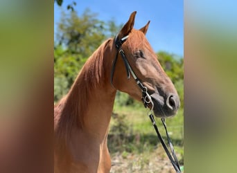 Tennessee walking horse, Hongre, 4 Ans, 142 cm, Alezan cuivré