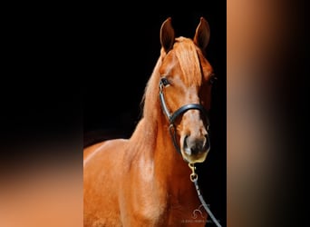 Tennessee walking horse, Hongre, 4 Ans, 142 cm, Alezan cuivré