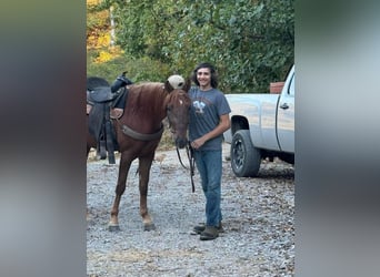 Tennessee walking horse, Hongre, 4 Ans, 142 cm, Alezan cuivré