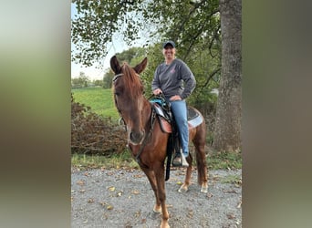 Tennessee walking horse, Hongre, 4 Ans, 142 cm, Alezan cuivré