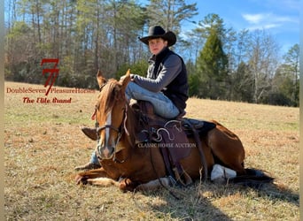 Tennessee walking horse, Hongre, 4 Ans, 142 cm, Alezan cuivré