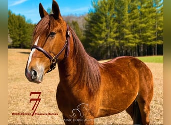 Tennessee walking horse, Hongre, 4 Ans, 142 cm, Alezan cuivré