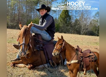 Tennessee walking horse, Hongre, 4 Ans, 142 cm, Alezan cuivré