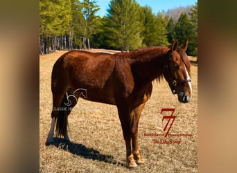 Tennessee walking horse, Hongre, 4 Ans, 142 cm, Alezan cuivré