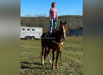 Tennessee walking horse, Hongre, 4 Ans, 142 cm, Alezan cuivré