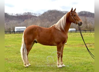 Tennessee walking horse, Hongre, 4 Ans, 152 cm, Alezan brûlé