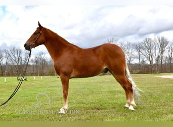 Tennessee walking horse, Hongre, 4 Ans, 152 cm, Alezan brûlé