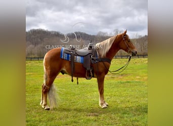 Tennessee walking horse, Hongre, 4 Ans, 152 cm, Alezan brûlé