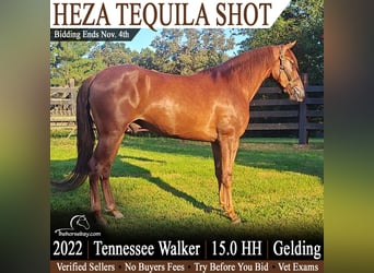 Tennessee walking horse, Hongre, 4 Ans, 152 cm, Alezan brûlé