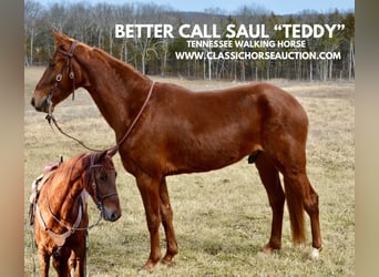 Tennessee walking horse, Hongre, 4 Ans, 152 cm, Alezan cuivré