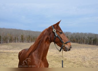 Tennessee walking horse, Hongre, 4 Ans, 152 cm, Alezan cuivré