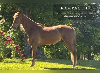Tennessee walking horse, Hongre, 4 Ans, 152 cm, Alezan cuivré