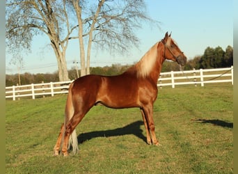 Tennessee walking horse, Hongre, 4 Ans, 152 cm, Alezan cuivré