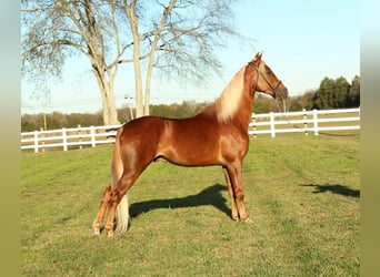 Tennessee walking horse, Hongre, 4 Ans, 152 cm, Alezan cuivré