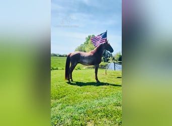 Tennessee walking horse, Hongre, 4 Ans, 152 cm, Alezan dun