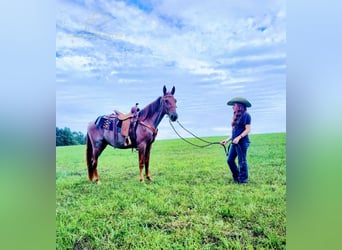 Tennessee walking horse, Hongre, 4 Ans, 152 cm, Alezan dun
