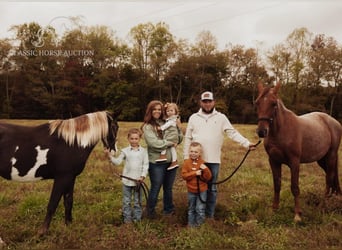 Tennessee walking horse, Hongre, 4 Ans, 152 cm, Alezan dun