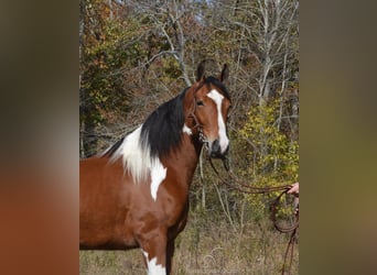 Tennessee walking horse, Hongre, 4 Ans, 152 cm, Bai cerise