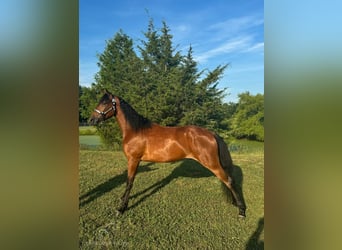 Tennessee walking horse, Hongre, 4 Ans, 152 cm, Bai cerise