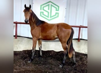 Tennessee walking horse, Hongre, 4 Ans, 152 cm, Bai cerise