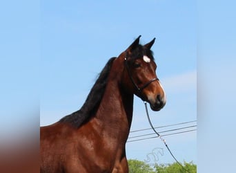 Tennessee walking horse, Hongre, 4 Ans, 152 cm, Bai cerise