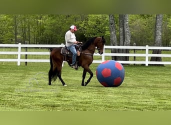 Tennessee walking horse, Hongre, 4 Ans, 152 cm, Bai cerise