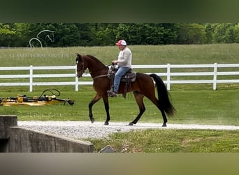 Tennessee walking horse, Hongre, 4 Ans, 152 cm, Bai cerise