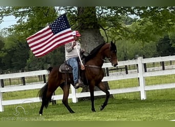 Tennessee walking horse, Hongre, 4 Ans, 152 cm, Bai cerise