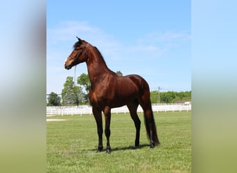 Tennessee walking horse, Hongre, 4 Ans, 152 cm, Bai cerise