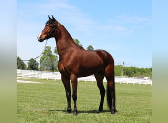 Tennessee walking horse, Hongre, 4 Ans, 152 cm, Bai cerise