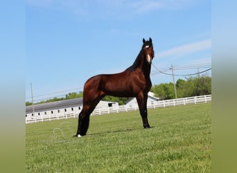 Tennessee walking horse, Hongre, 4 Ans, 152 cm, Bai cerise