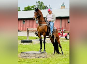 Tennessee walking horse, Hongre, 4 Ans, 152 cm, Bai cerise