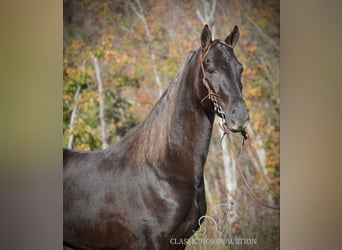 Tennessee walking horse, Hongre, 4 Ans, 152 cm, Bai