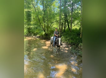 Tennessee walking horse, Hongre, 4 Ans, 152 cm, Gris