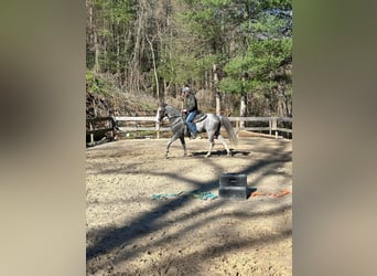 Tennessee walking horse, Hongre, 4 Ans, 152 cm, Gris