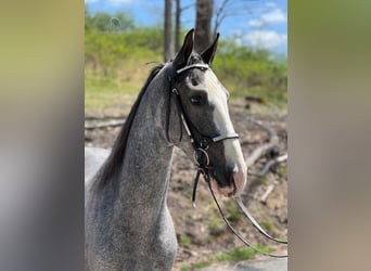 Tennessee walking horse, Hongre, 4 Ans, 152 cm, Gris