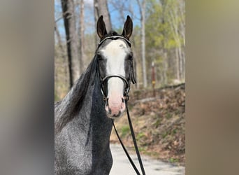 Tennessee walking horse, Hongre, 4 Ans, 152 cm, Gris