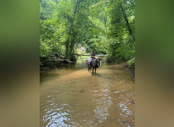 Tennessee walking horse, Hongre, 4 Ans, 152 cm, Gris
