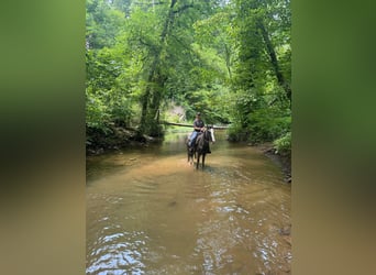 Tennessee walking horse, Hongre, 4 Ans, 152 cm, Gris