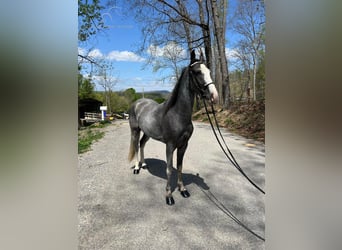 Tennessee walking horse, Hongre, 4 Ans, 152 cm, Gris