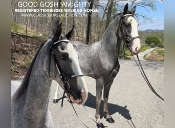 Tennessee walking horse, Hongre, 4 Ans, 152 cm, Gris