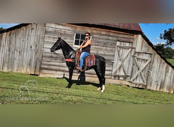 Tennessee walking horse, Hongre, 4 Ans, 152 cm, Noir